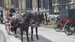13_Wien_Impressionen_2025